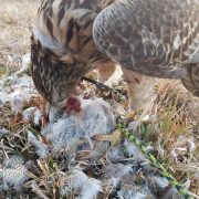 IMG_20190215_103500_611